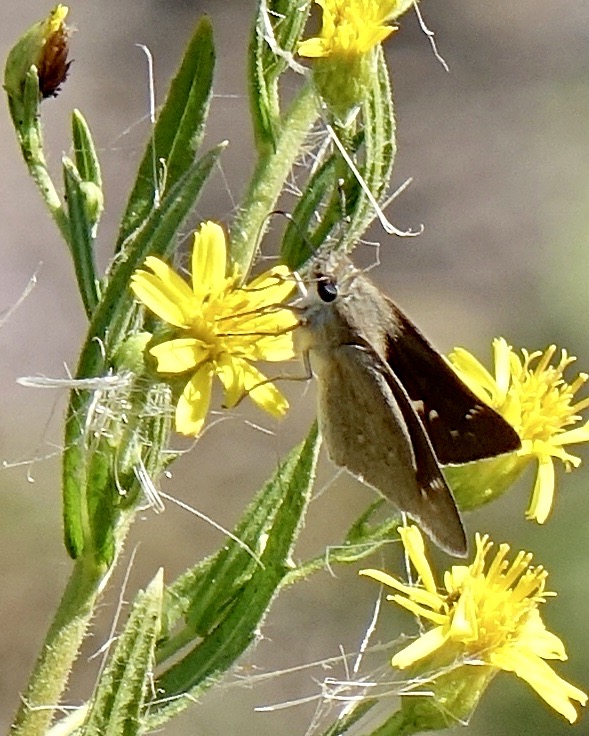 pigmy skipper